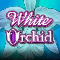 White Orchid in Studio_Spotlight